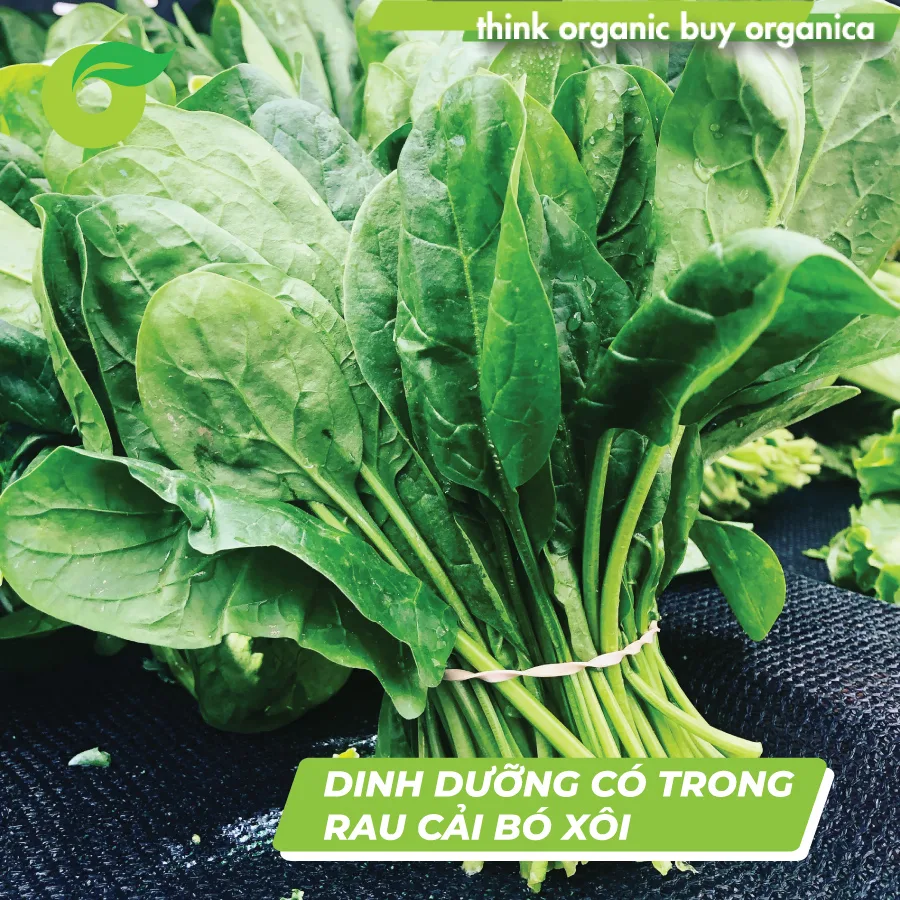 Mẹo chọn rau cải tươi ngon Bí quyết để nhận biết và bảo quản hiệu quả 3 Mẹo chọn rau cải tươi ngon Bí quyết để nhận biết và bảo quản hiệu quả